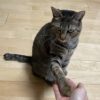 猫の握手会