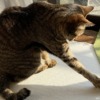 DIYクラフト・端材で作った猫まきびし